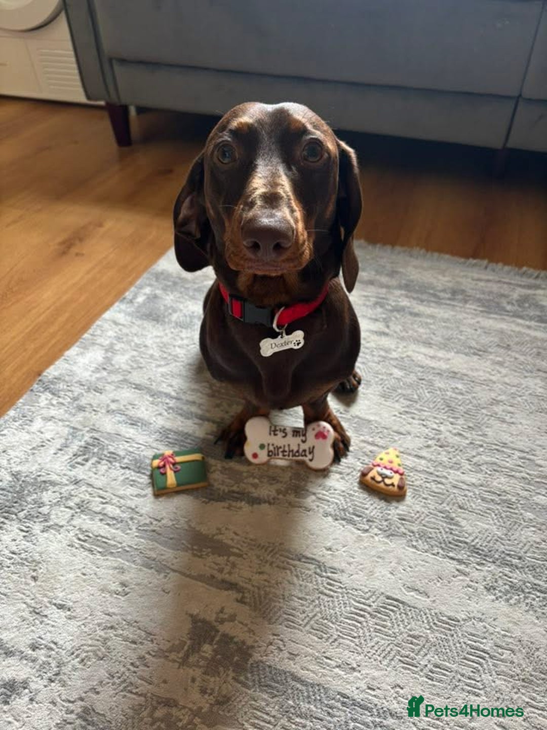 Dachshund dogs for stud: Standard smooth coat chocolate and tan dachshund - Image 3