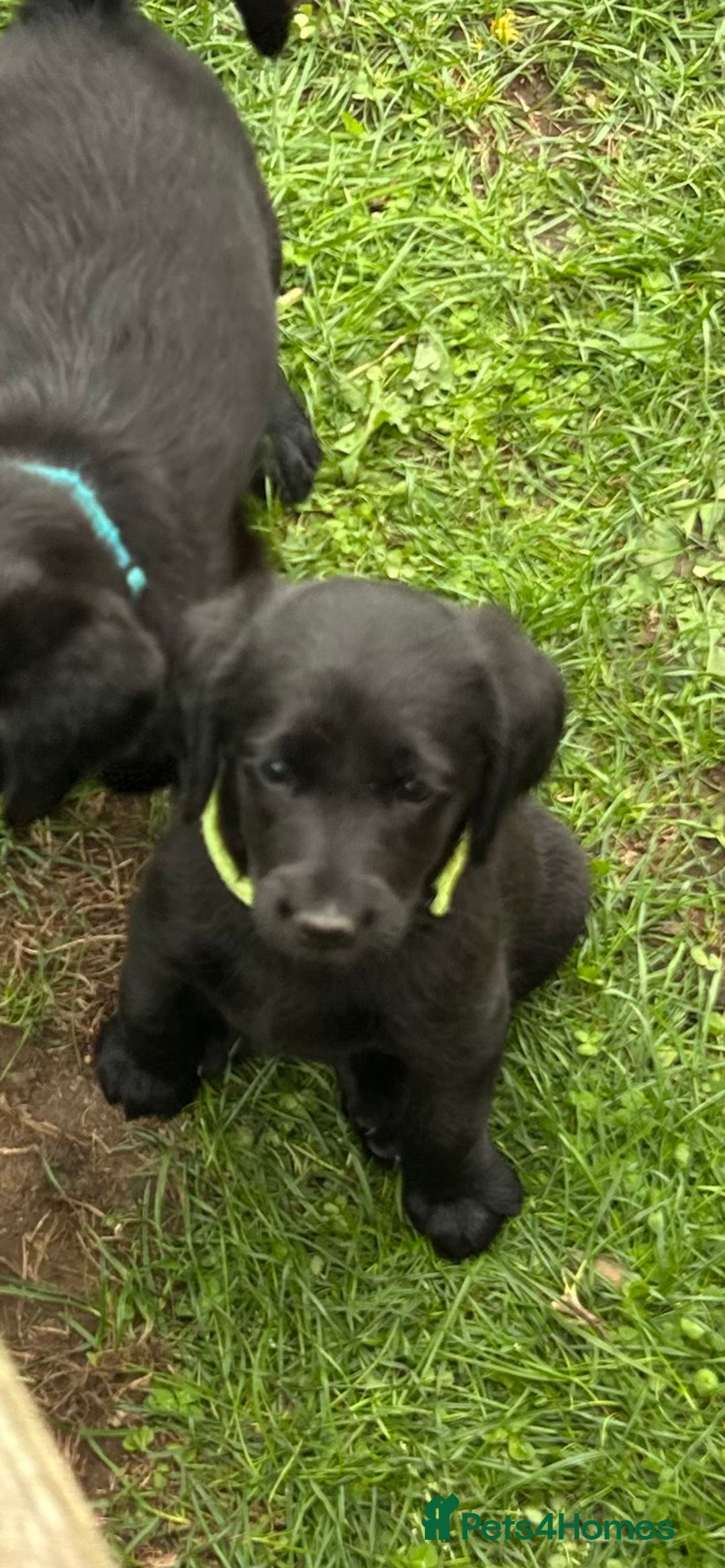Labradoodle dogs for sale: Ready to go! Fantastic F1 Labradoodles (black) - Image 26