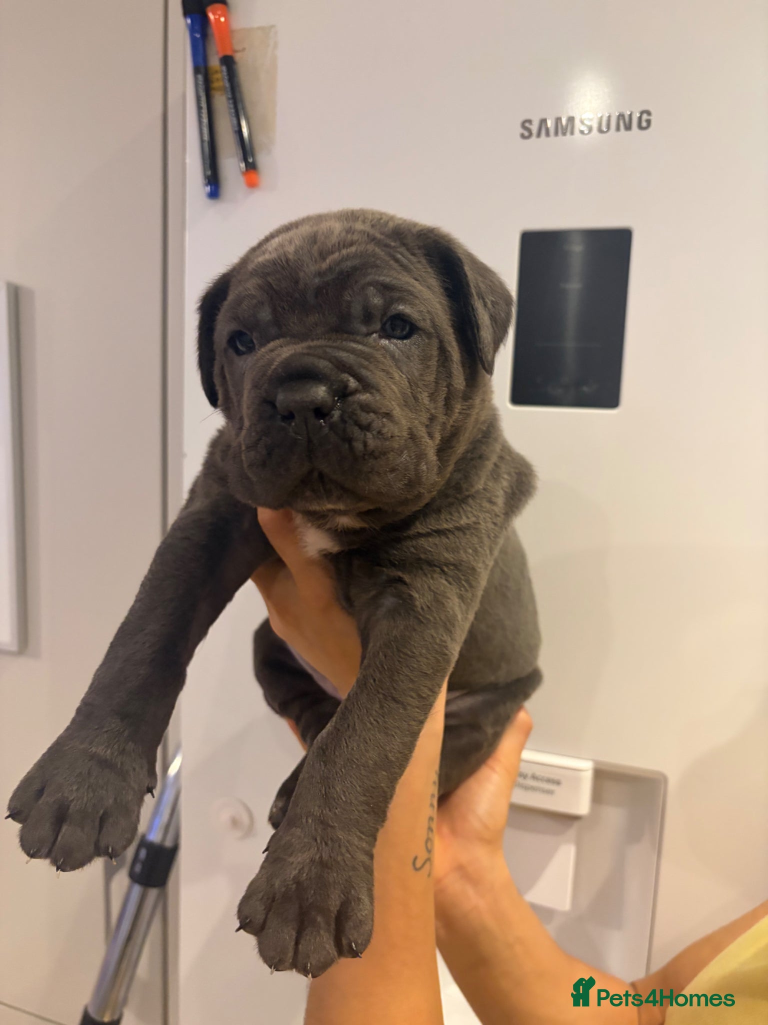 Cane Corso dogs ✨Top Quality Russian Bloodline Cane Corso Puppies✨ - Advert 2