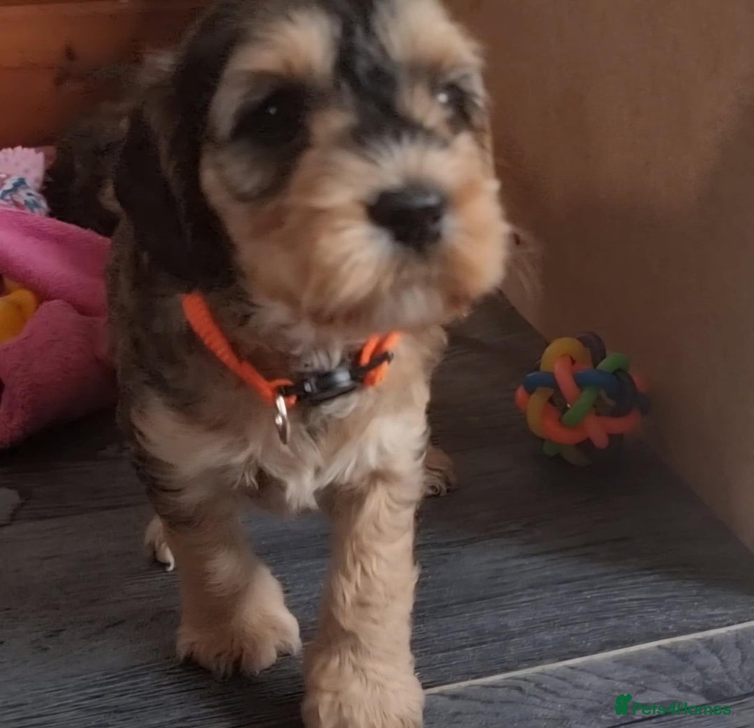 Cockapoo dogs for sale: Cockapoo's - Image 4