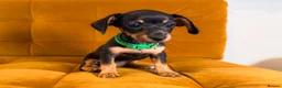 Jackshund dogs for sale: Daxijax/Jackshund/Dachshund/Jack - READY TO GO - Advert 23