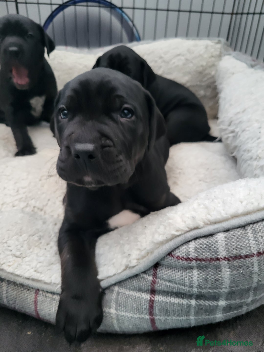 Mixed Breed dogs for sale: Alaunt type dogs - Advert 9