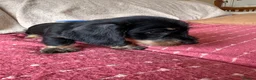 Dachshund dogs for sale: 5 Standard wire hair daschunds - Advert 12