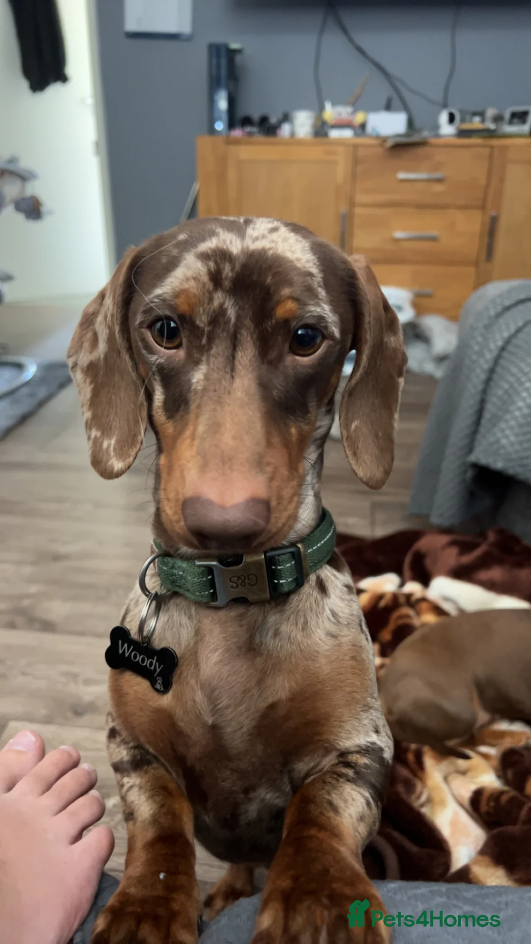 Miniature Dachshund dogs for sale: Miniature dachshund puppies - Advert 3