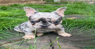 French Bulldog dogs - Advert 7