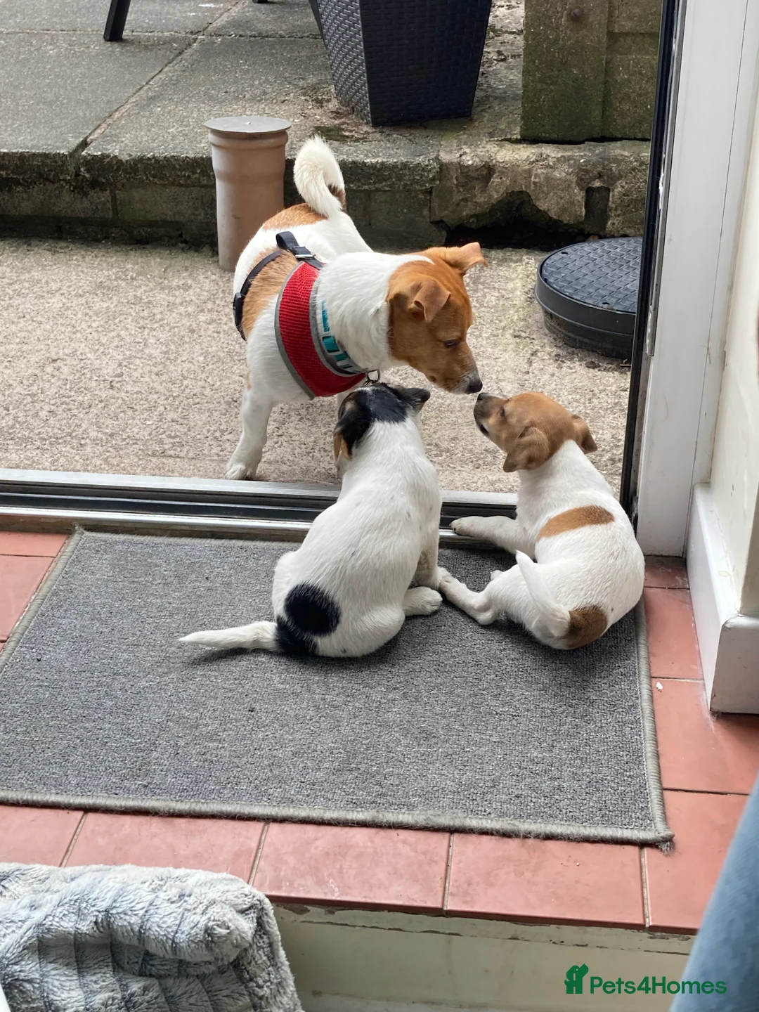 Jack Russell dogs for stud: Ronnie the jack russell for stud only.  in Stone - Advert 14