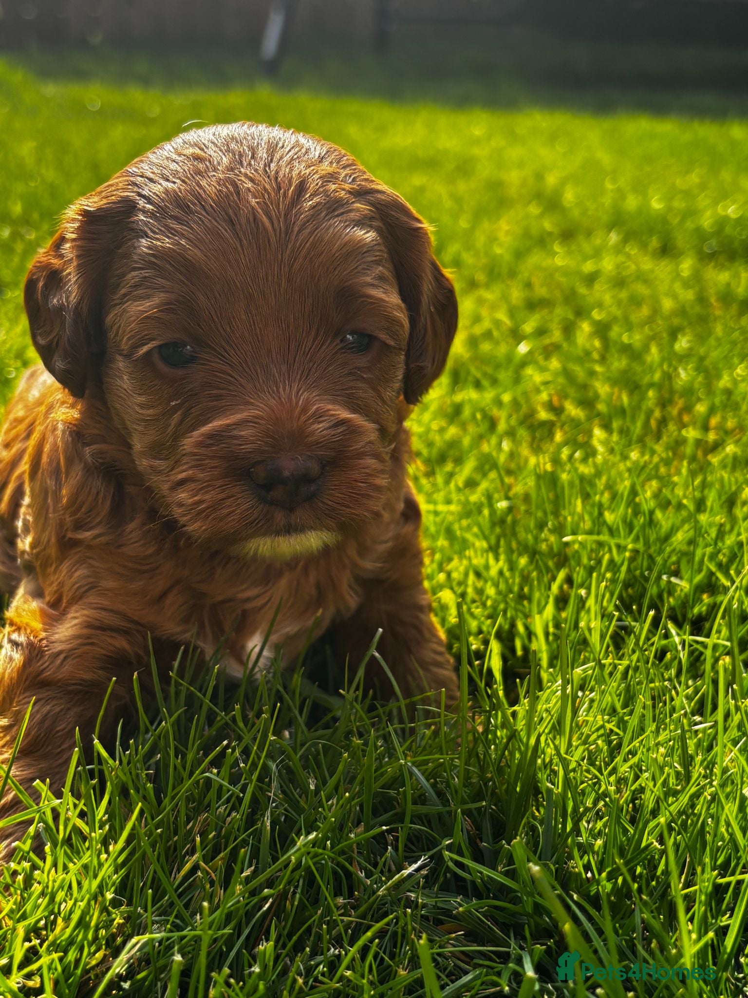 Cavapoo dogs Beautiful Cavapoo Girl - Advert 2