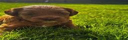 Cavapoo dogs for sale: Beautiful Cavapoo Girl in Morpeth - Advert 1