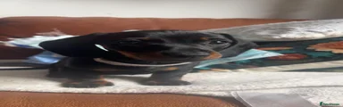 Miniature Dachshund 2