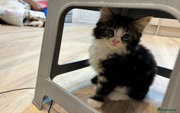 Siberian cats for sale: Adorable Siberian Forest Mix Kittens - Image 4