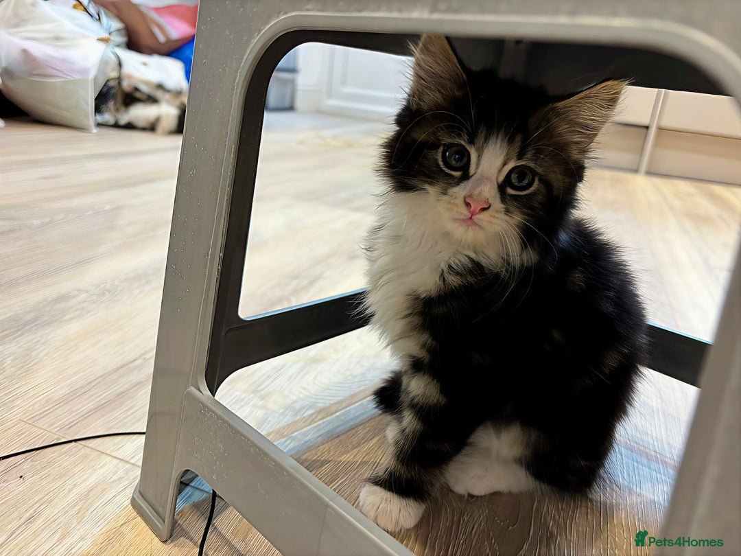 Siberian cats for sale: Adorable Siberian Forest Mix Kittens - Image 4