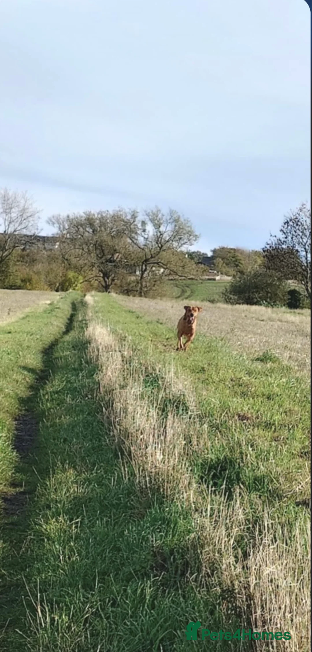 Labrador Retriever dogs for stud: KC registered and fully health checked  - Advert 12