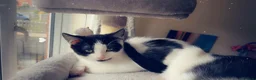 Mixed Breed cats for sale: 3 Rescue kittens with FULL MOT! 🖤🤍🖤 - Advert 6