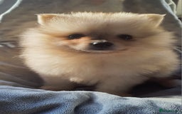 Pomeranian dogs for sale: Outstanding Tiny Pomeranian Puppies - Image 3