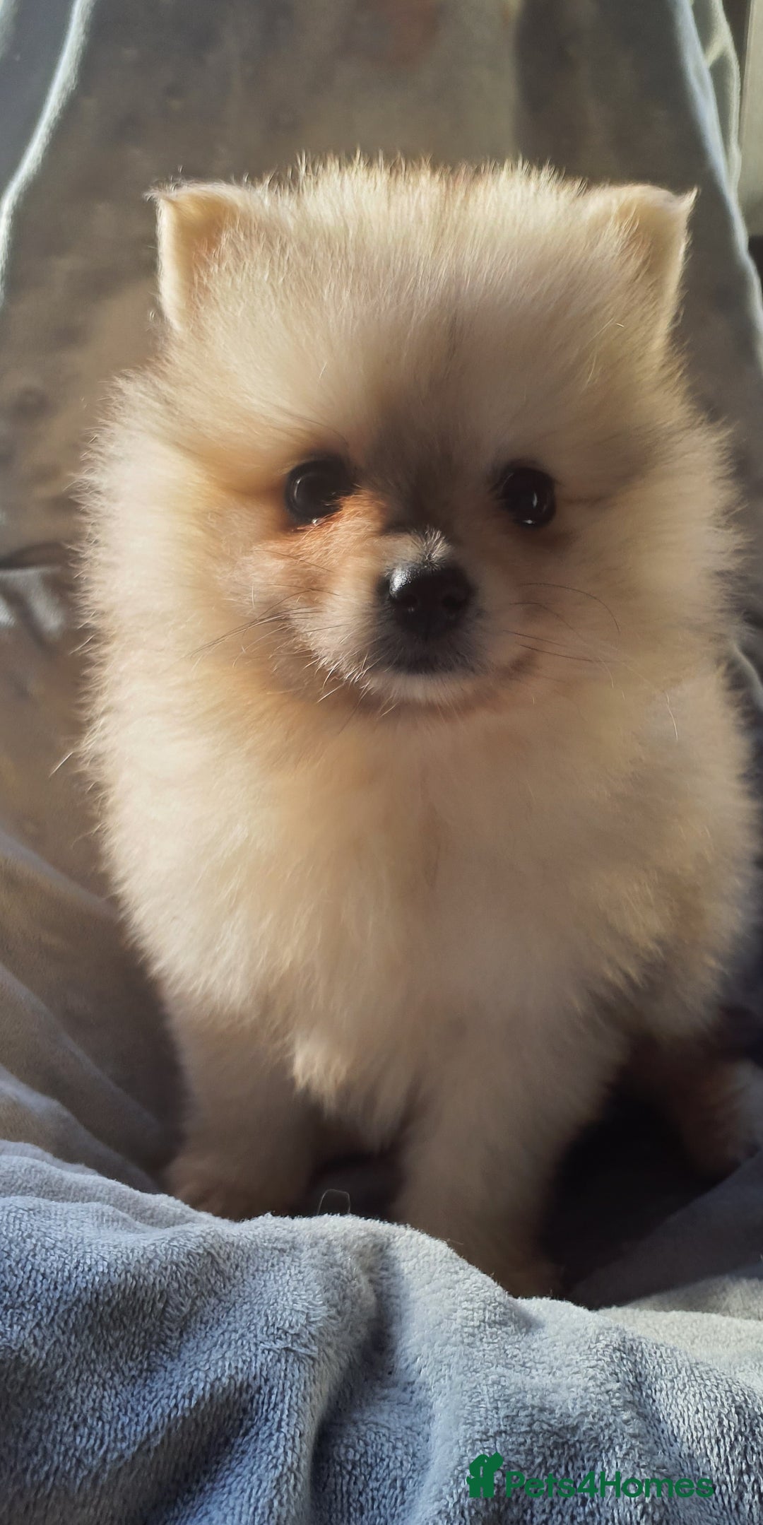 Pomeranian dogs for sale: Outstanding Tiny Pomeranian Puppies - Image 3