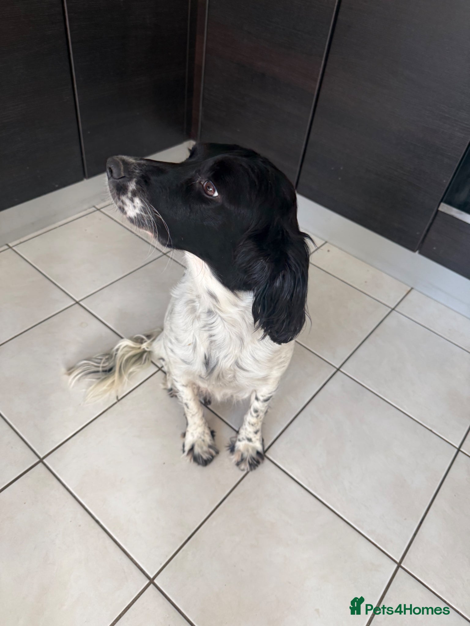 English Springer Spaniel dogs Springer spaniel puppies - Advert 1