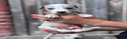Whippet dogs for sale: Beautiful chunky KC blue fawn brindle whippet pups in Market Harborough - Advert 27