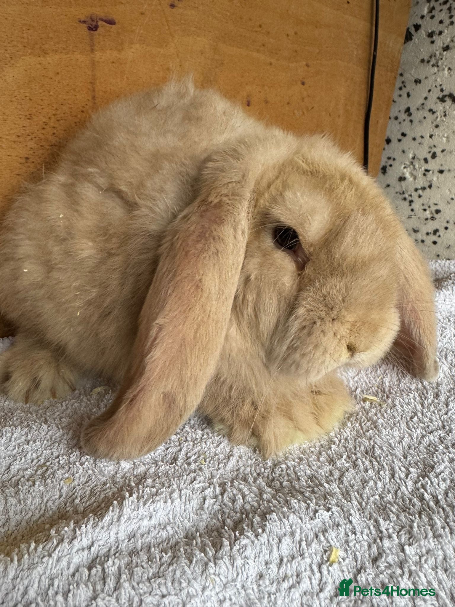 French Lop rabbits Purebred French Lop baby rabbits for sale  - Advert 3