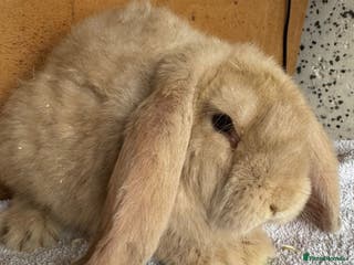 French Lop rabbits Purebred French Lop baby rabbits for sale - Advert 14