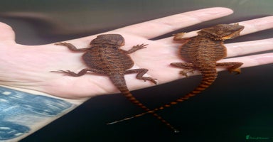 Bearded Dragon reptiles - Advert 4