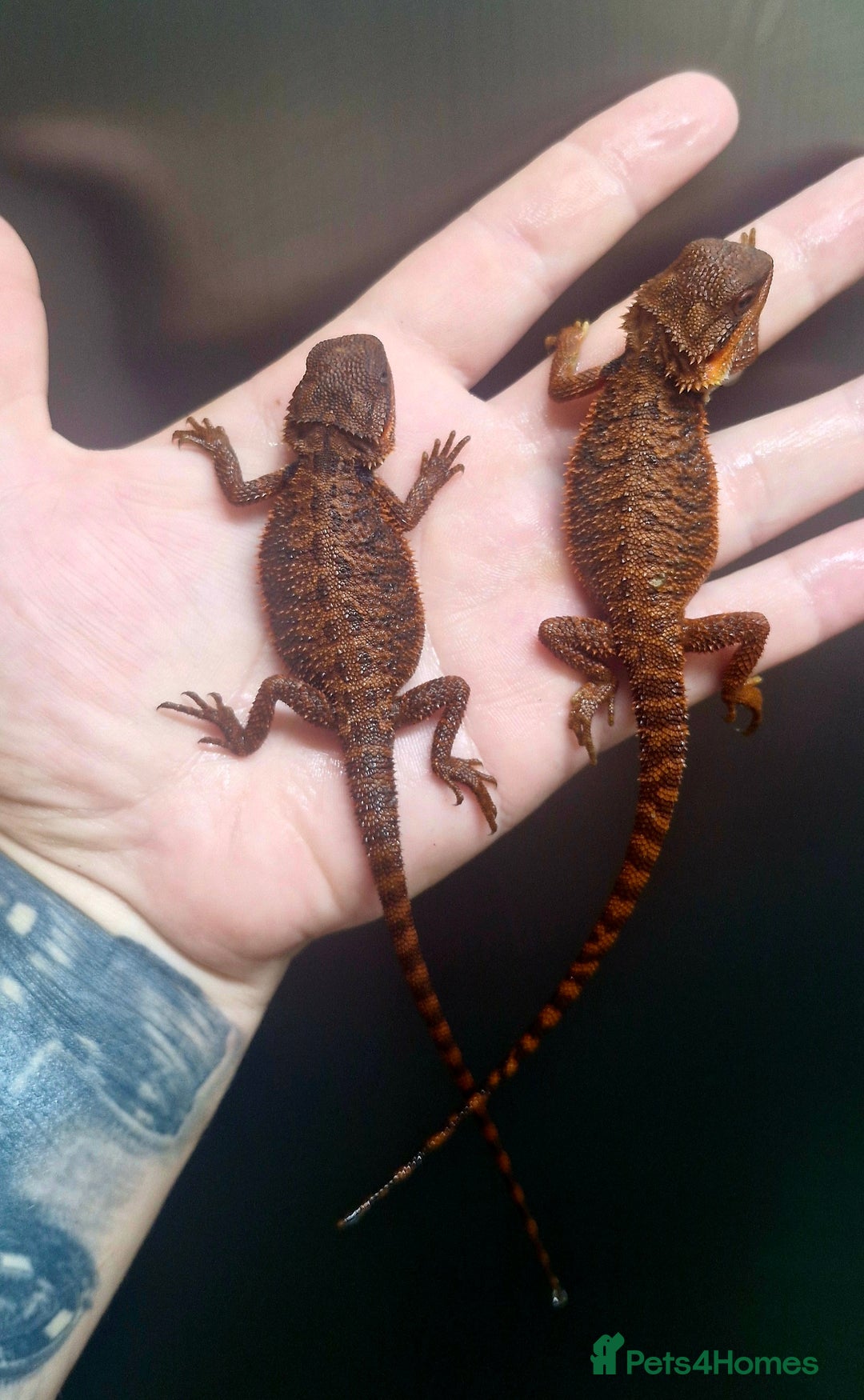 Bearded Dragon reptiles for sale: Pogona vitticeps + vitticeps/Barbata hybrids - Image 2