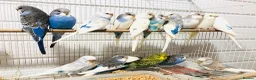 Budgerigars birds for sale: Beautiful Baby Budgies for sale. - Advert 10