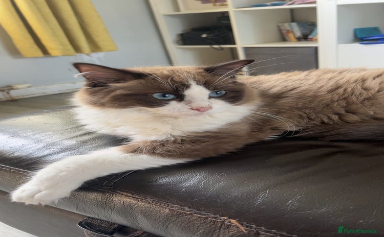 Ragdoll cats - Advert 2