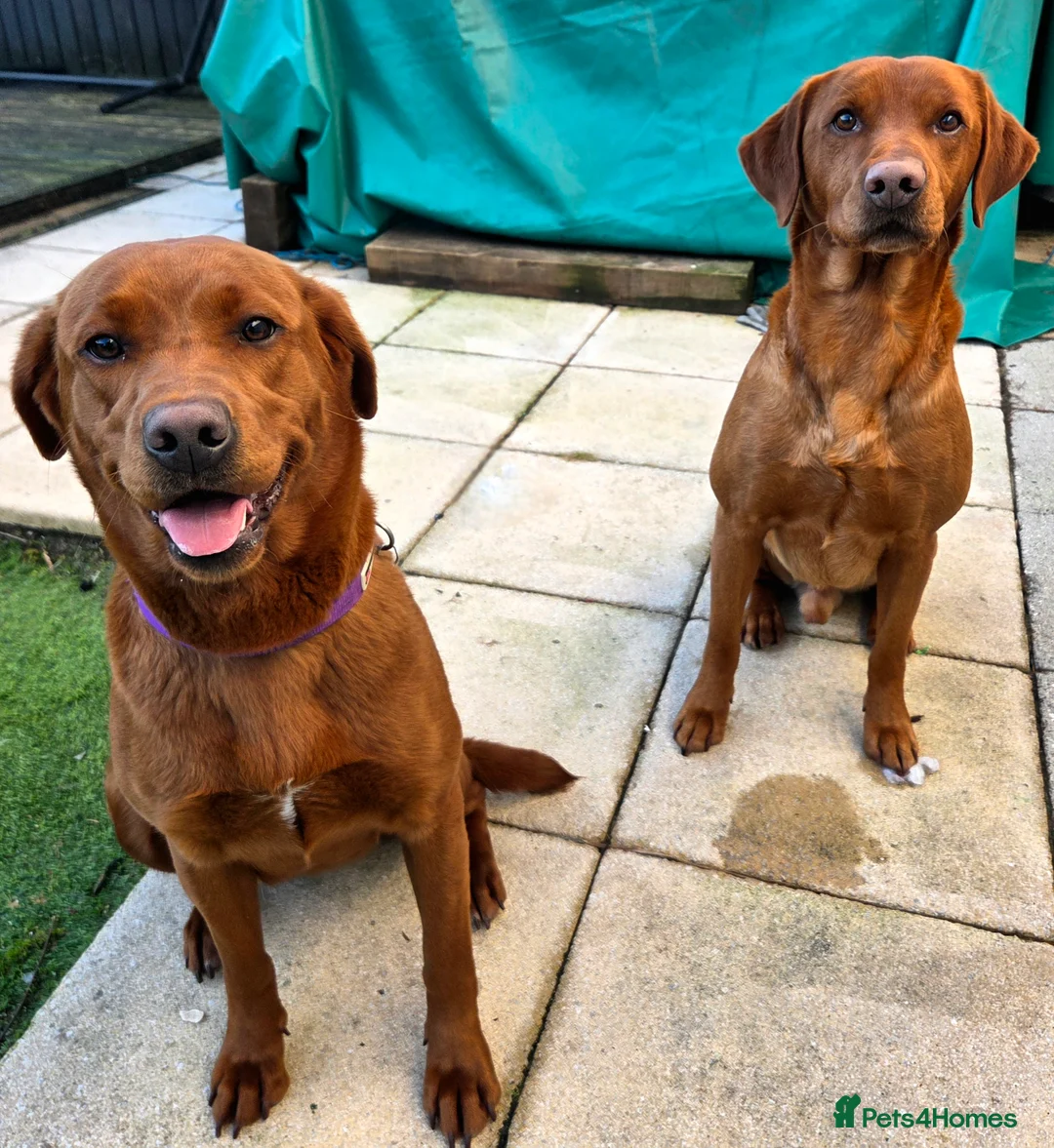 Labrador Retriever dogs for sale: Dark Fox Red Labrador Puppies - Advert 5