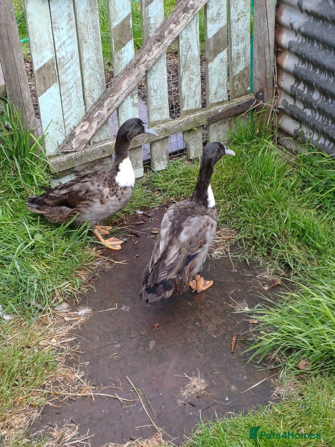 Ducks poultry for sale: Rare hookbill drakes - Image 2