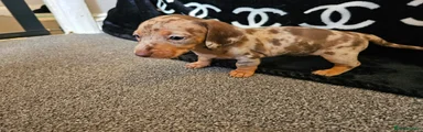 Dachshund Puppy 3