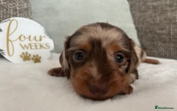 Miniature Dachshund dogs for sale: 🤍🐾 READY NEXT WEEK 🐾🤍 - Image 18