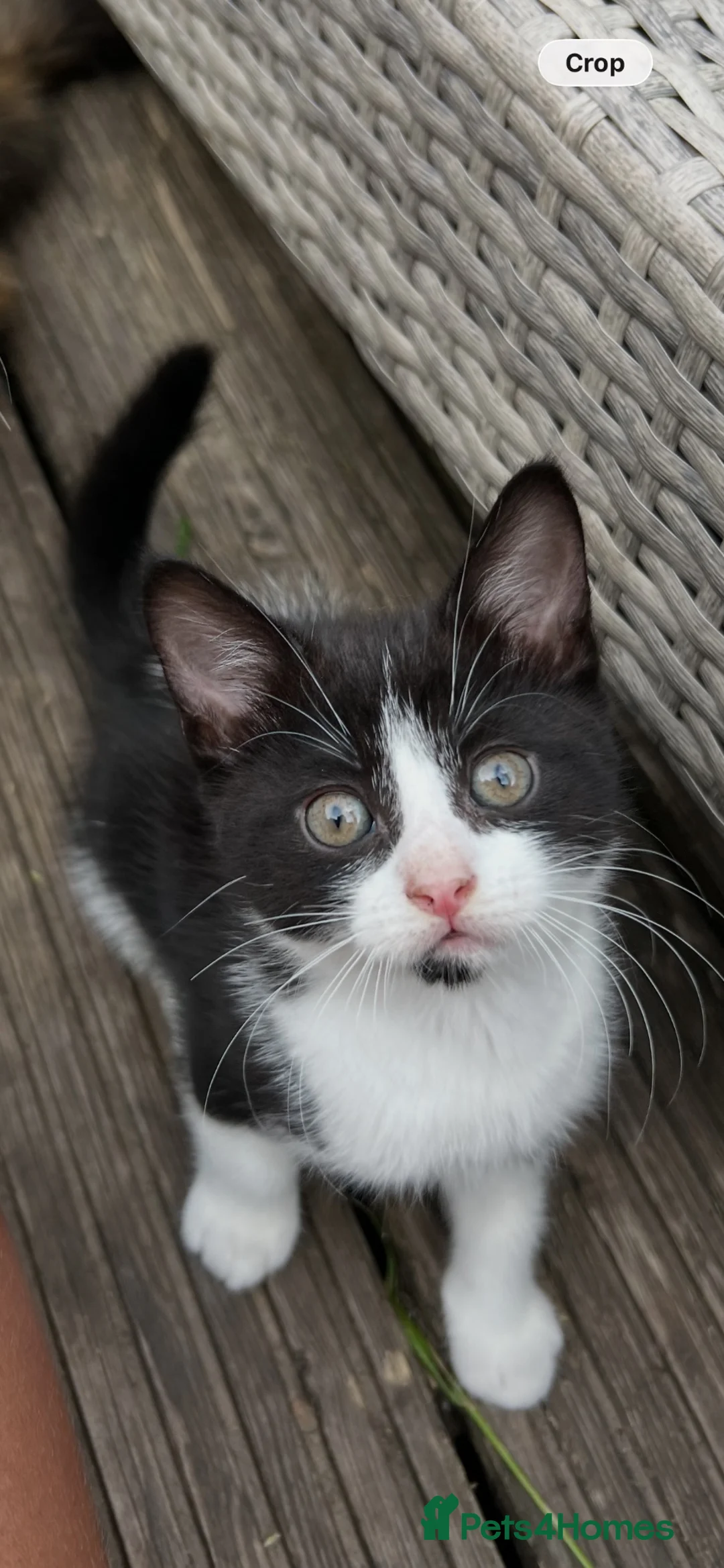 Mixed Breed cats for sale: Mixed mainecoon  in Ringwood - Advert 2