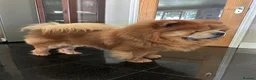 Chow Chow dogs for stud: Chow chow male cinamon color  msg on  **  in Dagenham - Advert 6