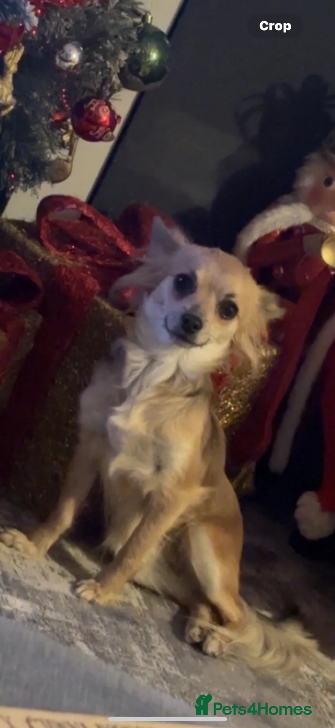 Chihuahua dogs for sale: 2 beautiful chihuahua puppies - Advert 1