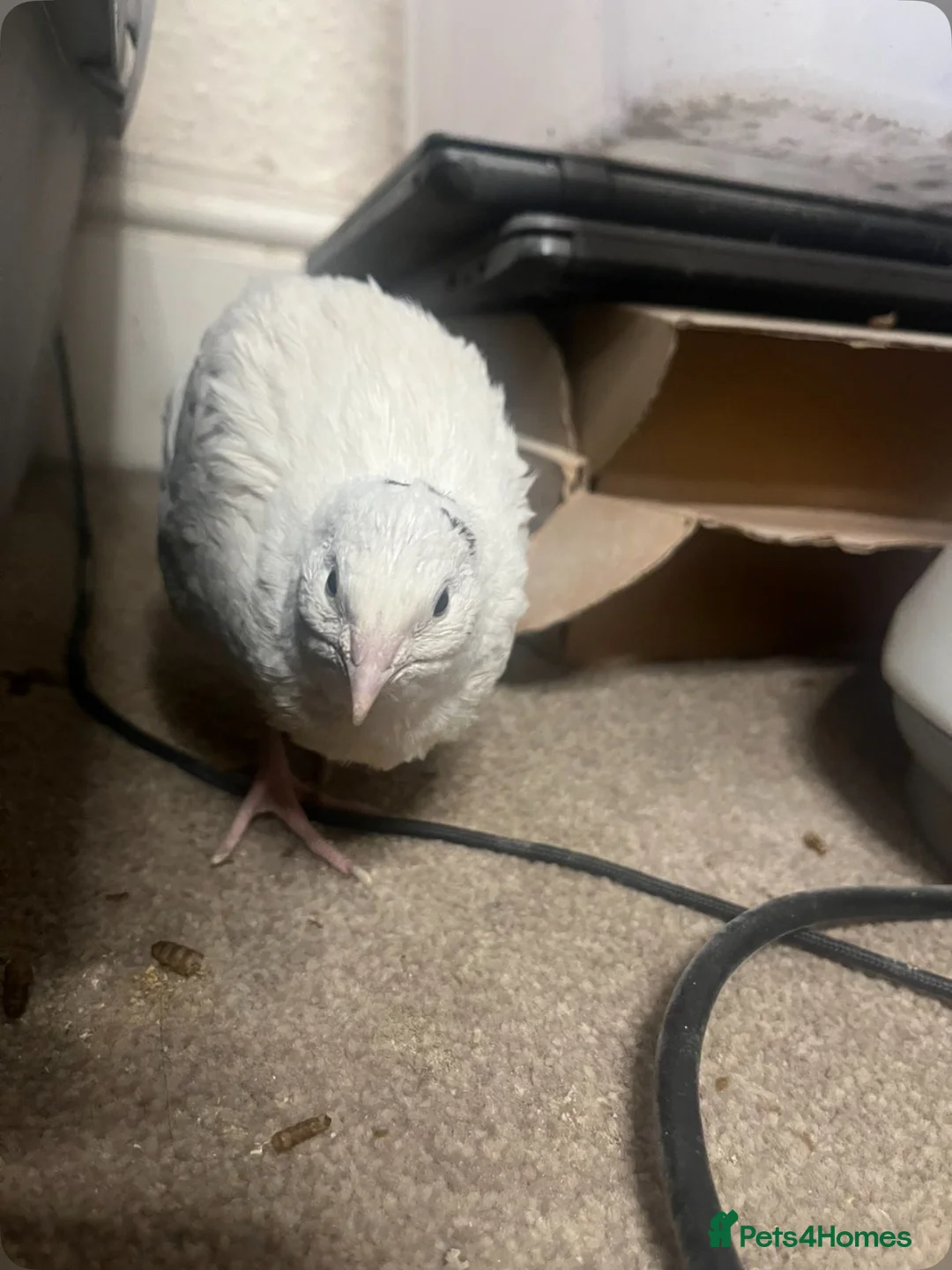 Quail poultry for sale: 3 English White Coturnix Quail Looking For Home in Porth - Advert 2