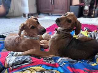 Mixed Breed dogs ⭐️FEMALE SALUKIX PUP READY TO GO FULLY VACCINATED - Advert 4