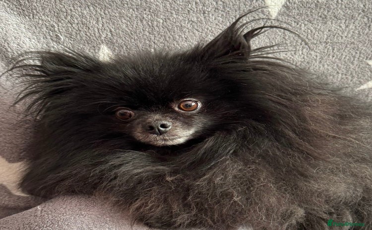 Pomeranian dogs - Advert 13