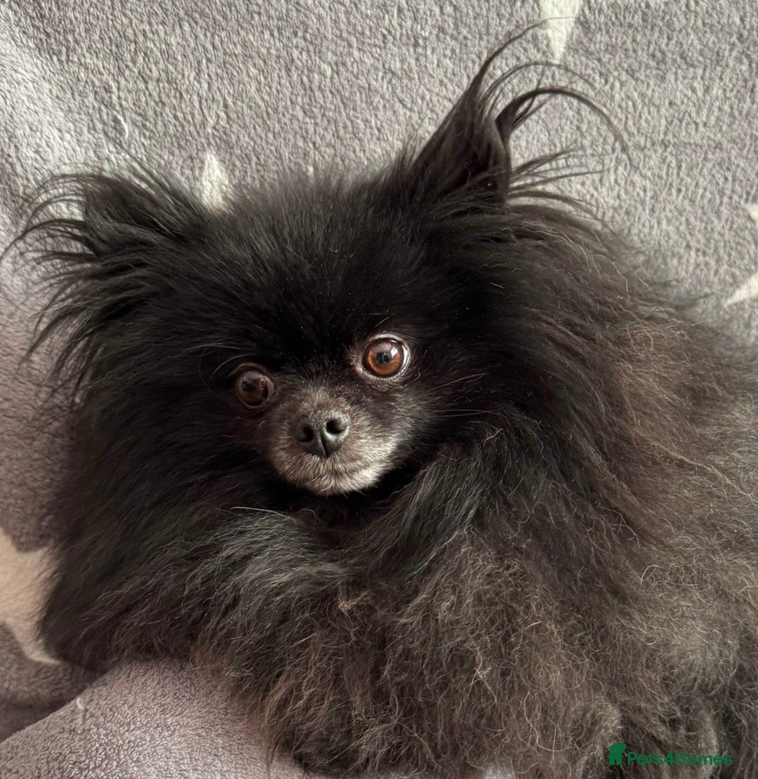 Pomeranian dogs for adoption: Naomi’s Story: A Tiny Life Saved - Image 1