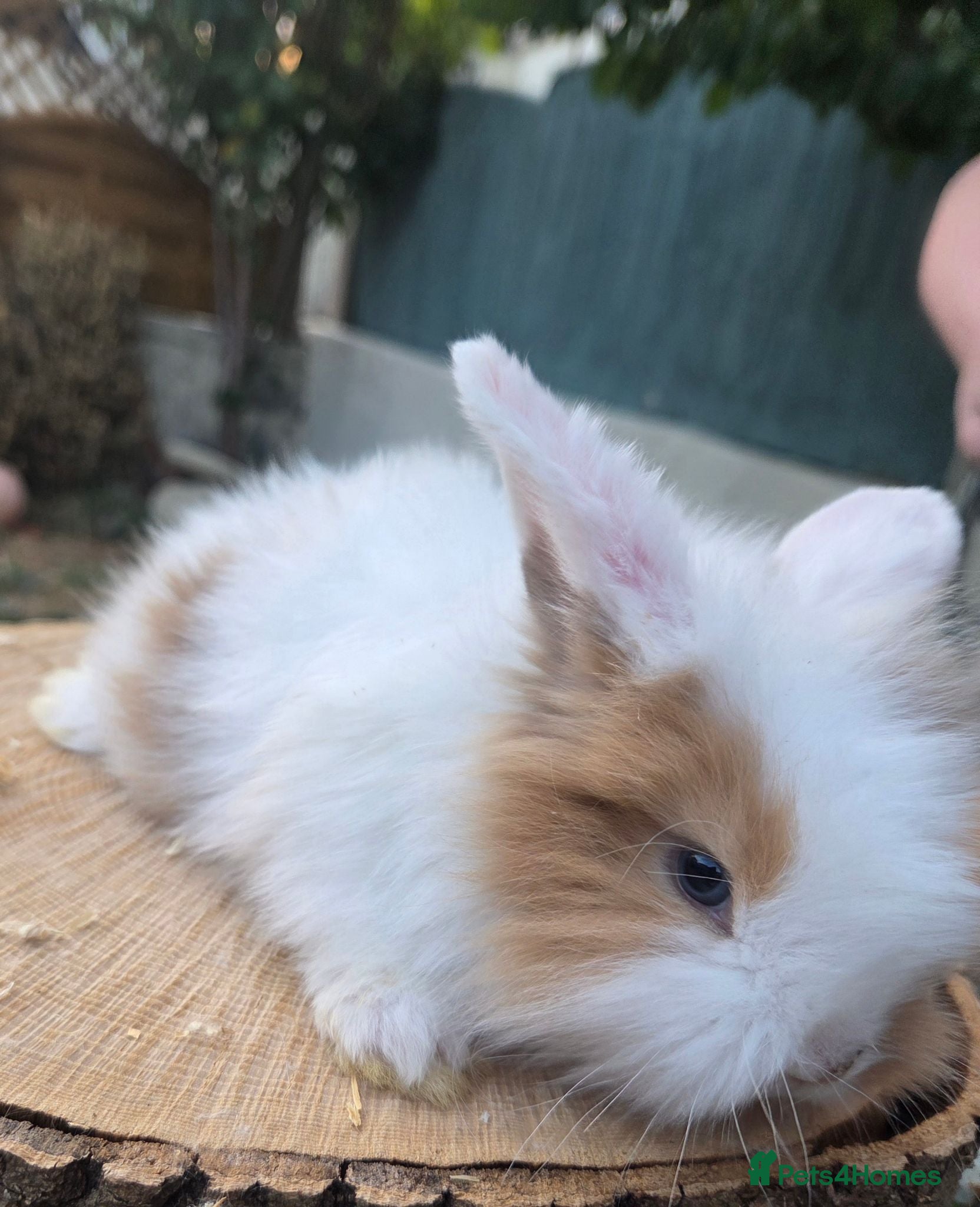 Angora rabbits  Super fluffy baby teddywidders  - Advert 2