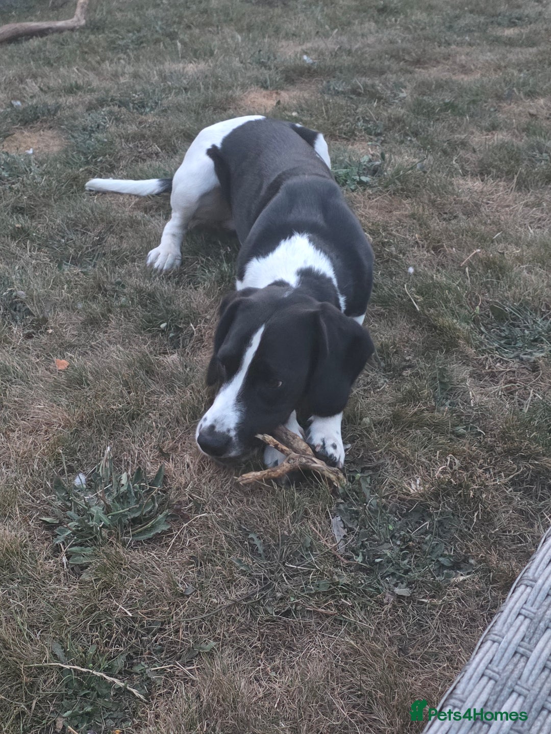 Bocker dogs for sale: Loving dog  - Advert 6