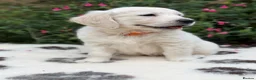 Golden Retriever dogs for sale: Beautiful KC Registered Golden Retriever Puppies in Wisbech - Advert 12