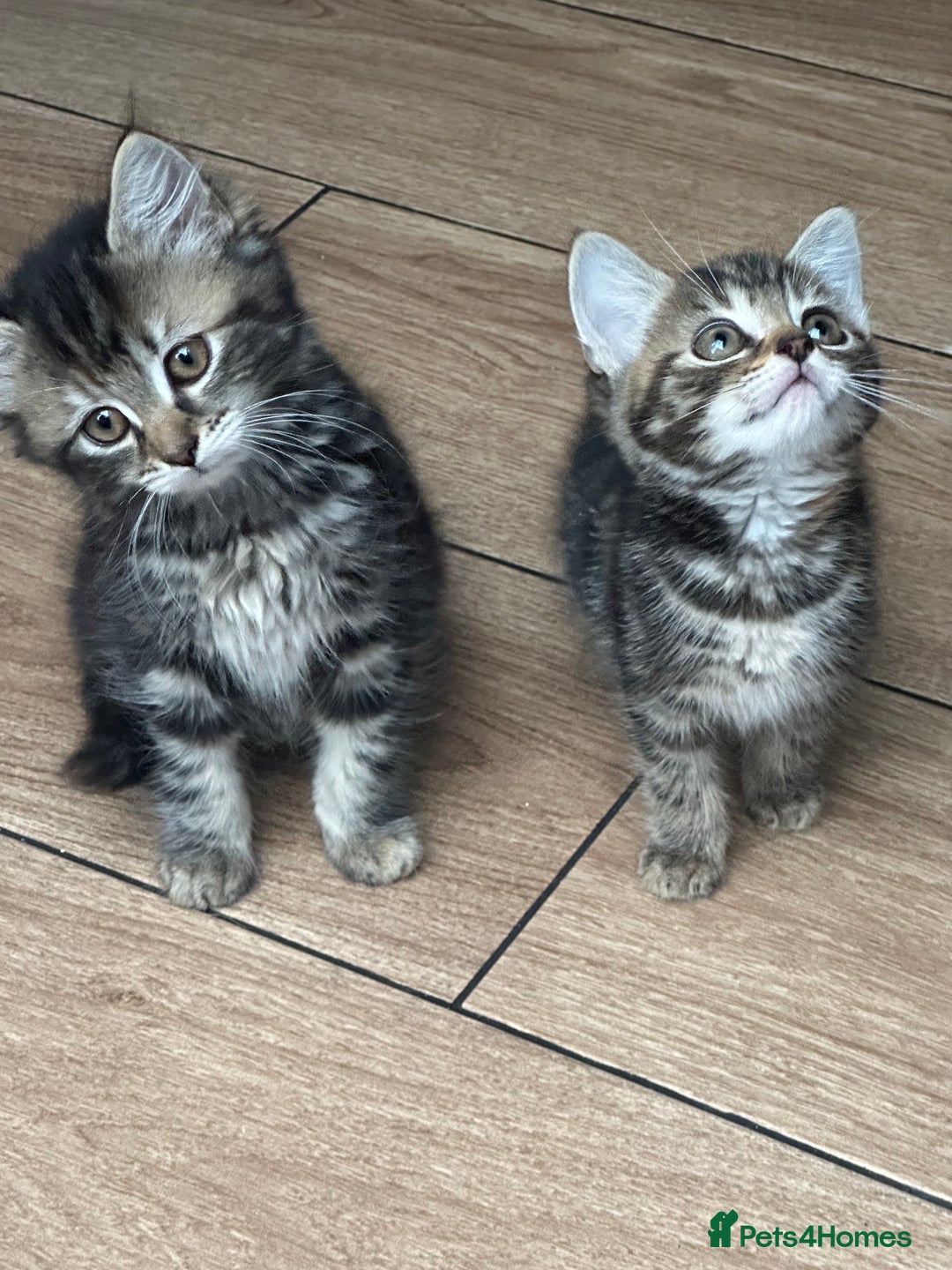 Mixed Breed cats for sale: Gorg loving kitties 4 the best homes only  - Image 7