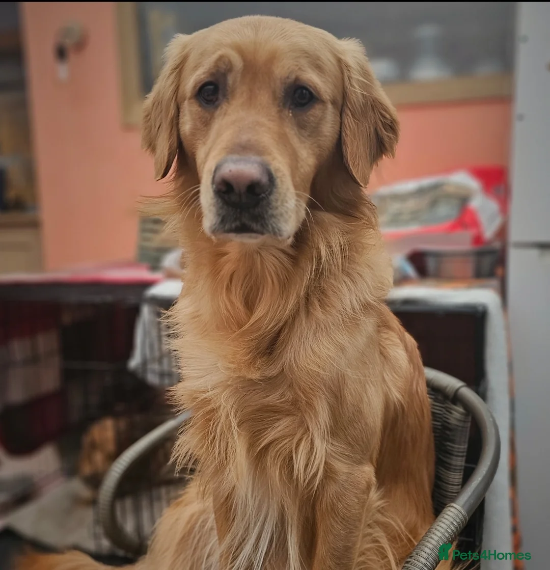 Golden Retriever dogs for stud: EXTENSIVELY HEALTH TESTED, KC Reg PROVEN in Bishop Auckland - Advert 2