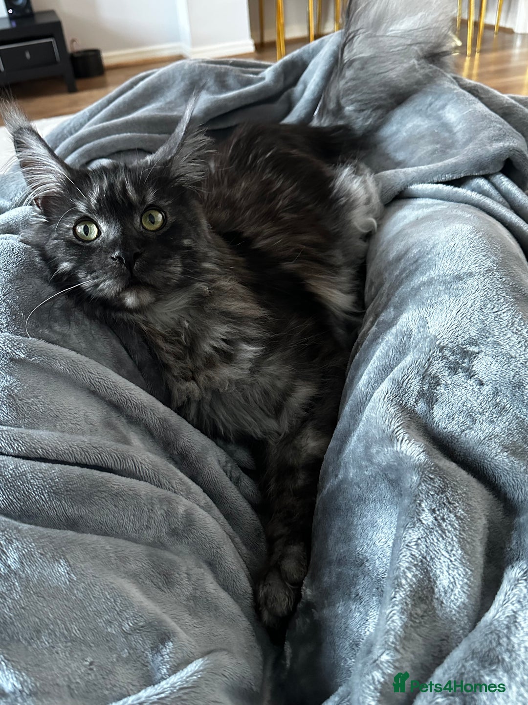 Maine Coon cats for sale: Looking for a new home - Advert 3