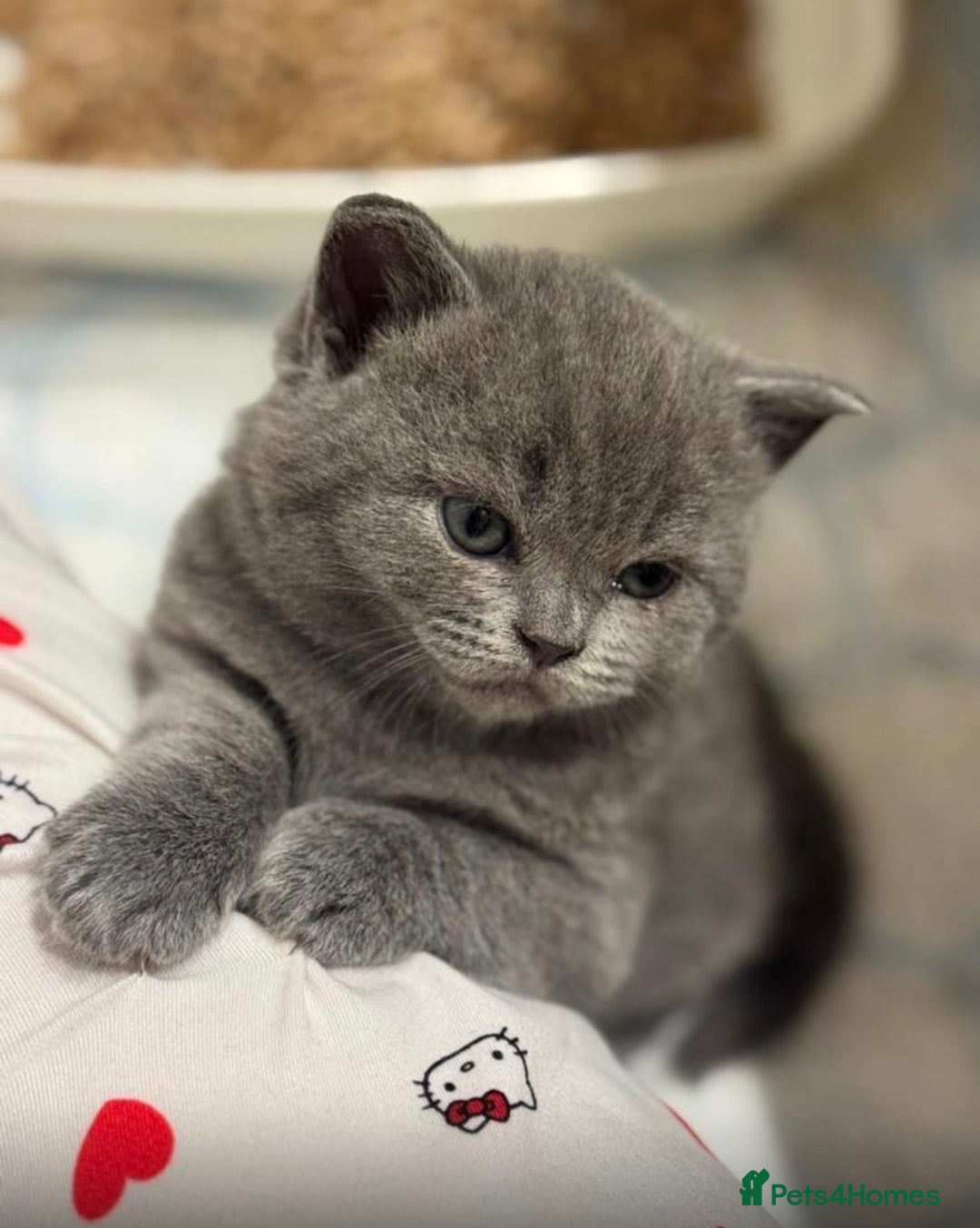 British Shorthair cats for sale: Gorgeous British Shorthairs - Advert 9