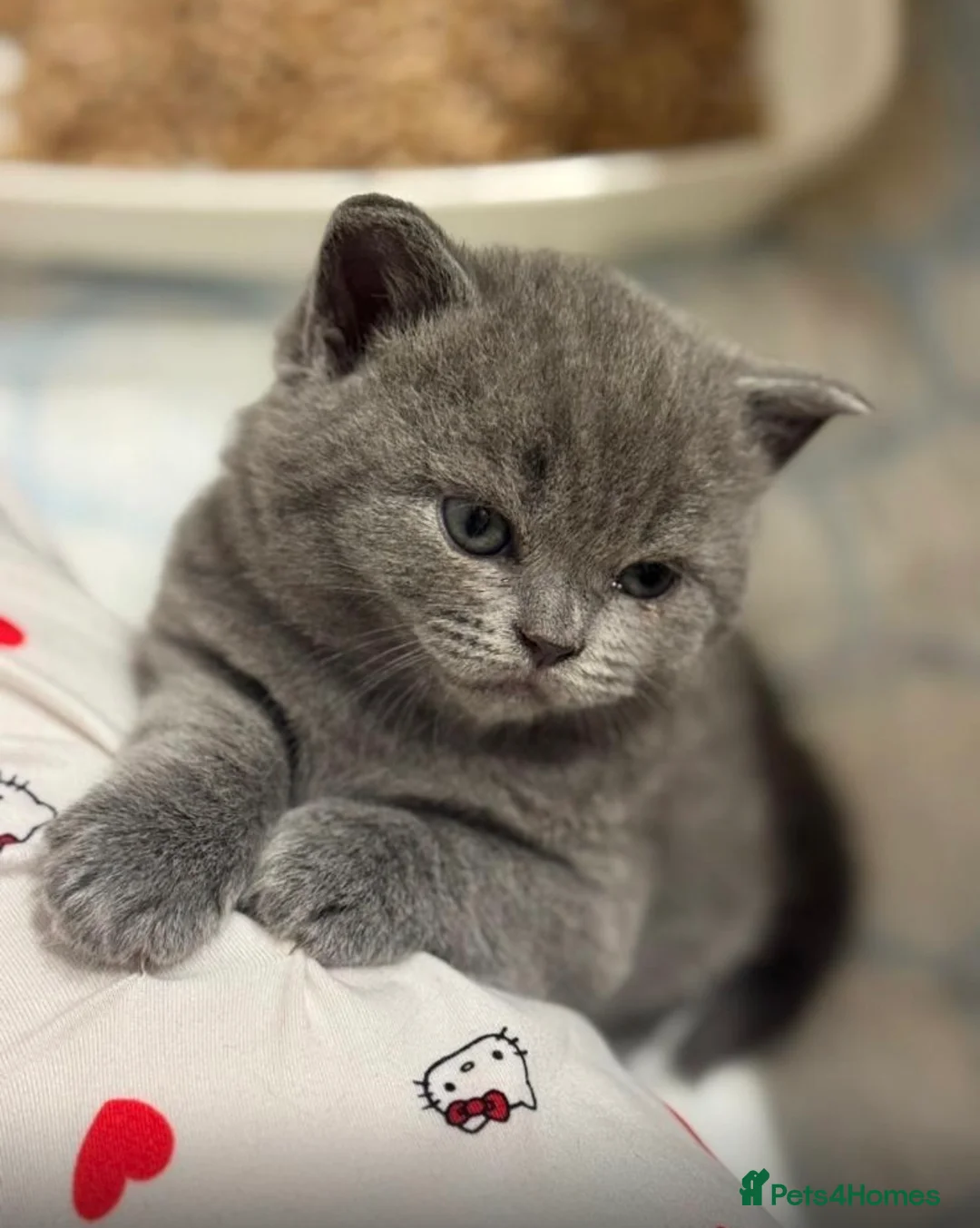 British Shorthair cats for sale: Gorgeous British Shorthairs - Advert 9