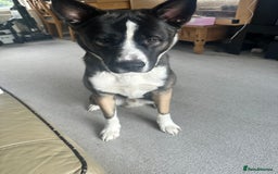 Mixed Breed dogs for sale: Milo for sale - Image 1