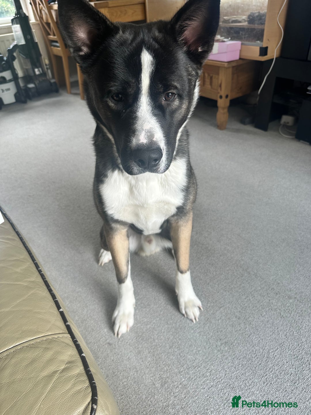Mixed Breed dogs for sale: Milo for sale - Image 1