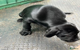 Cane Corso dogs for sale: Cane corso  - Image 1
