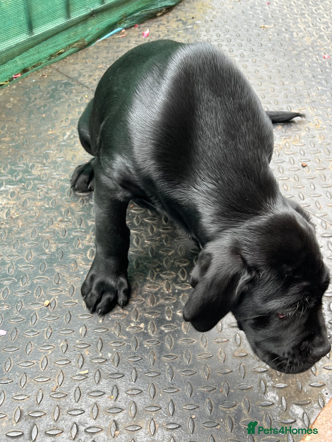 Cane Corso dogs for sale: Cane corso  - Image 1